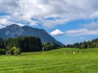 Weidende Kühe vor der Kulisse mit Streicher und Zenokopf